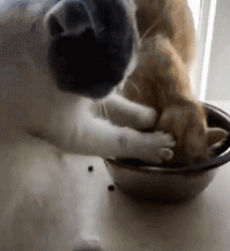抢吃从未失手的橘猫，遭遇了喵生第一次滑铁卢…-5.gif