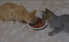 抢吃从未失手的橘猫，遭遇了喵生第一次滑铁卢…-4.gif