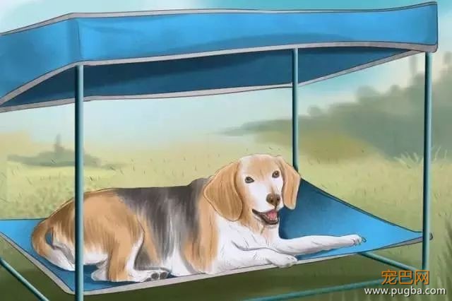 夏季狗狗第一杀手——别害死爱犬-5.jpeg