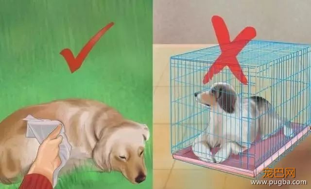 夏季狗狗第一杀手——别害死爱犬-10.jpeg
