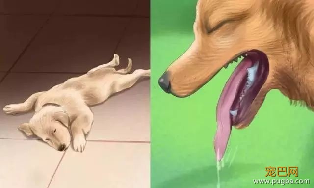 夏季狗狗第一杀手——别害死爱犬-3.jpeg