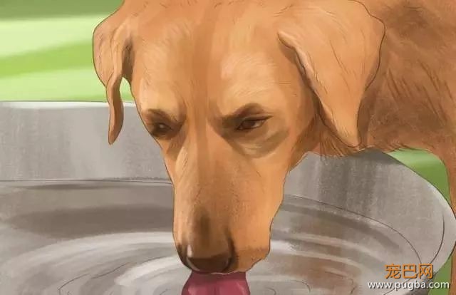夏季狗狗第一杀手——别害死爱犬-6.jpeg