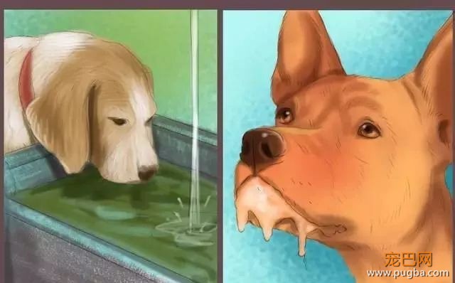 夏季狗狗第一杀手——别害死爱犬-2.jpeg