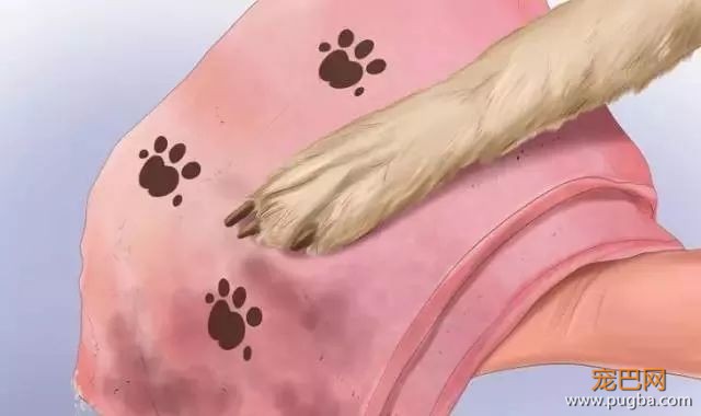 夏季狗狗第一杀手——别害死爱犬-9.jpeg
