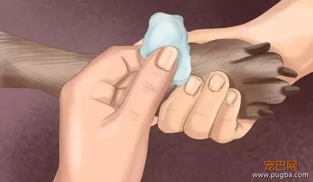 夏季狗狗第一杀手——别害死爱犬-8.jpeg