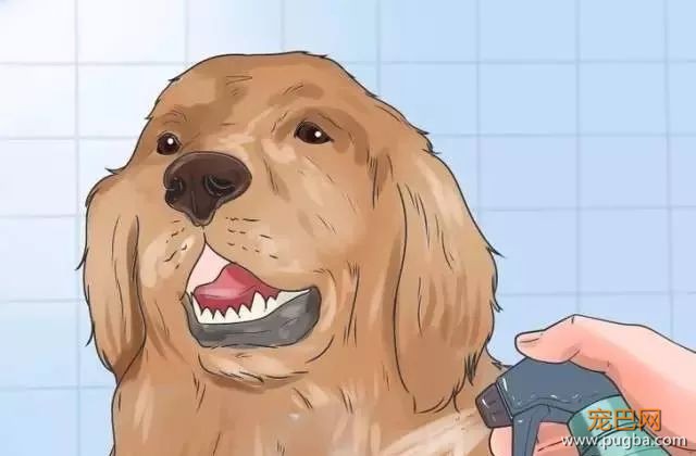 夏季狗狗第一杀手——别害死爱犬-7.jpeg