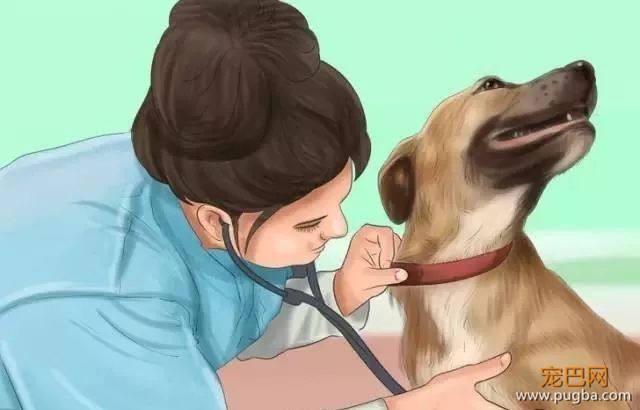 夏季狗狗第一杀手——别害死爱犬-11.jpeg
