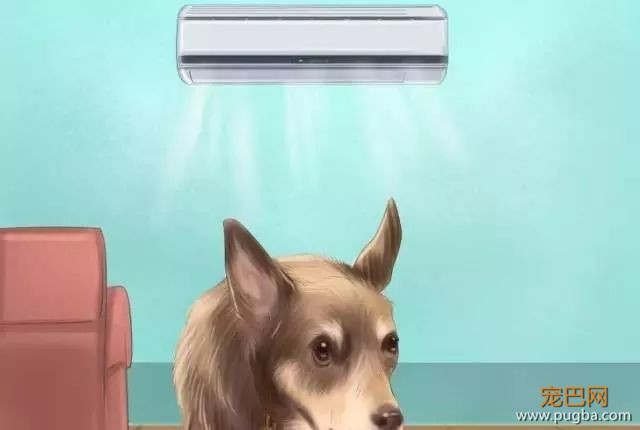 夏季狗狗第一杀手——别害死爱犬-16.jpeg