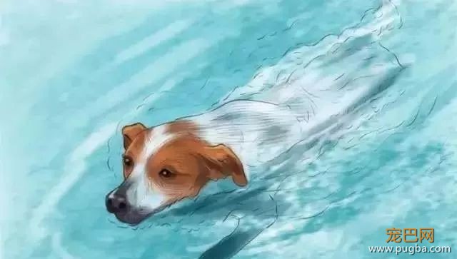 夏季狗狗第一杀手——别害死爱犬-19.jpeg