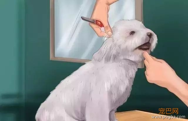 夏季狗狗第一杀手——别害死爱犬-15.jpeg