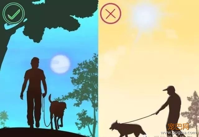 夏季狗狗第一杀手——别害死爱犬-18.jpeg