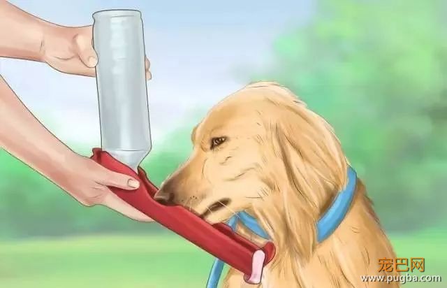 夏季狗狗第一杀手——别害死爱犬-17.jpeg