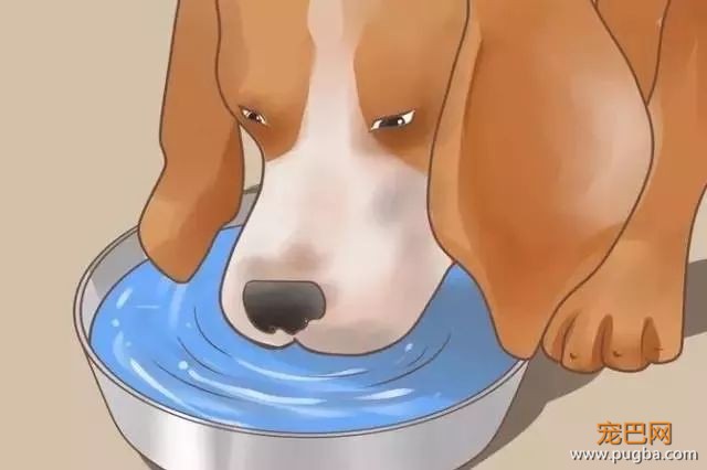 夏季狗狗第一杀手——别害死爱犬-13.jpeg