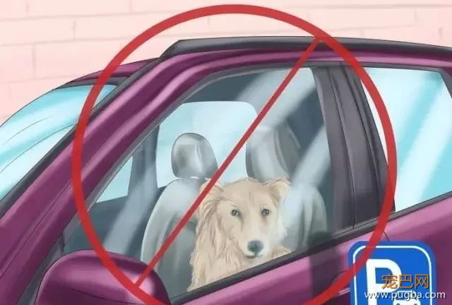 夏季狗狗第一杀手——别害死爱犬-14.jpeg
