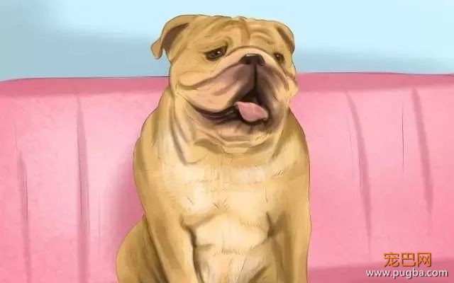 夏季狗狗第一杀手——别害死爱犬-12.jpeg
