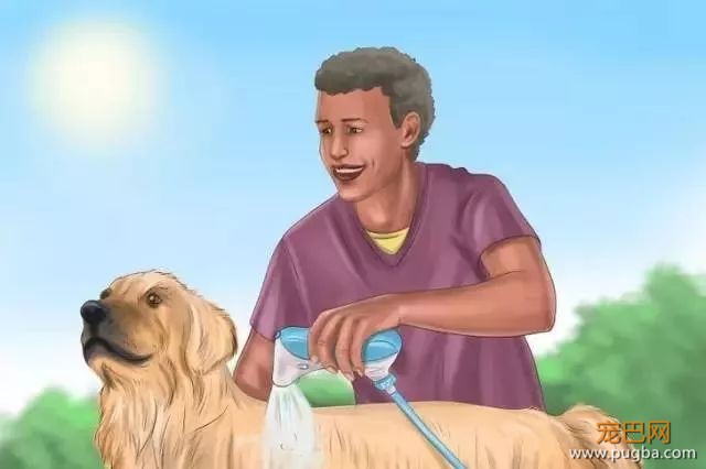 夏季狗狗第一杀手——别害死爱犬-21.jpeg