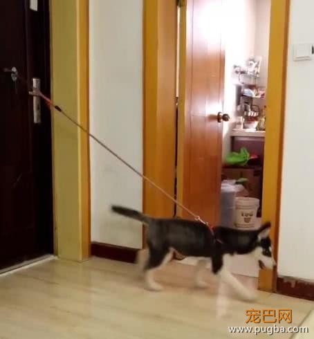 出去买菜把二哈拴在家中，十分钟后回来一看，主人当场气哭！-1.jpeg