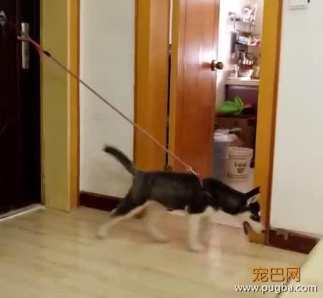 出去买菜把二哈拴在家中，十分钟后回来一看，主人当场气哭！-2.jpeg