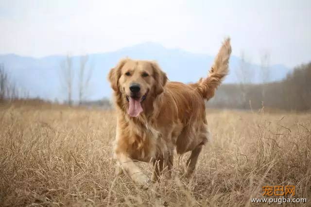 春季狗狗不吃饭，究竟怎么回事？！-1.jpeg