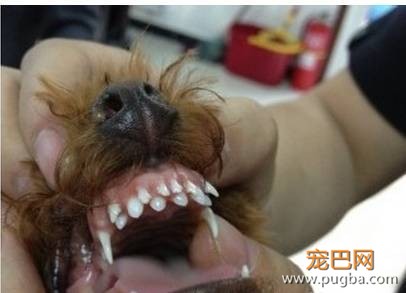 【狗狗知识】狗狗双排牙的完美解决方案-2.jpeg