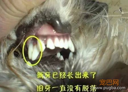 【狗狗知识】狗狗双排牙的完美解决方案-13.jpeg