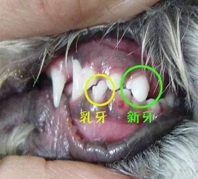 【狗狗知识】狗狗双排牙的完美解决方案-10.jpeg