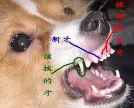 【狗狗知识】狗狗双排牙的完美解决方案-12.jpeg