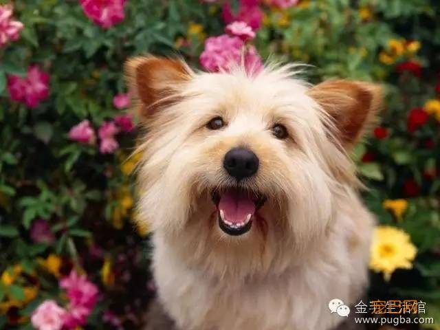 狗狗爱你的7个表现，看完表示全中！-1.jpeg