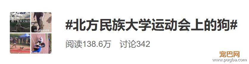 霸占了昨天头条的这条狗，你一定要认识一下！-3.jpeg