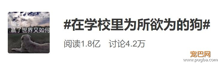 霸占了昨天头条的这条狗，你一定要认识一下！-1.jpeg