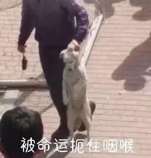 霸占了昨天头条的这条狗，你一定要认识一下！-8.jpeg