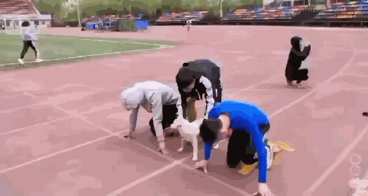 霸占了昨天头条的这条狗，你一定要认识一下！-9.gif
