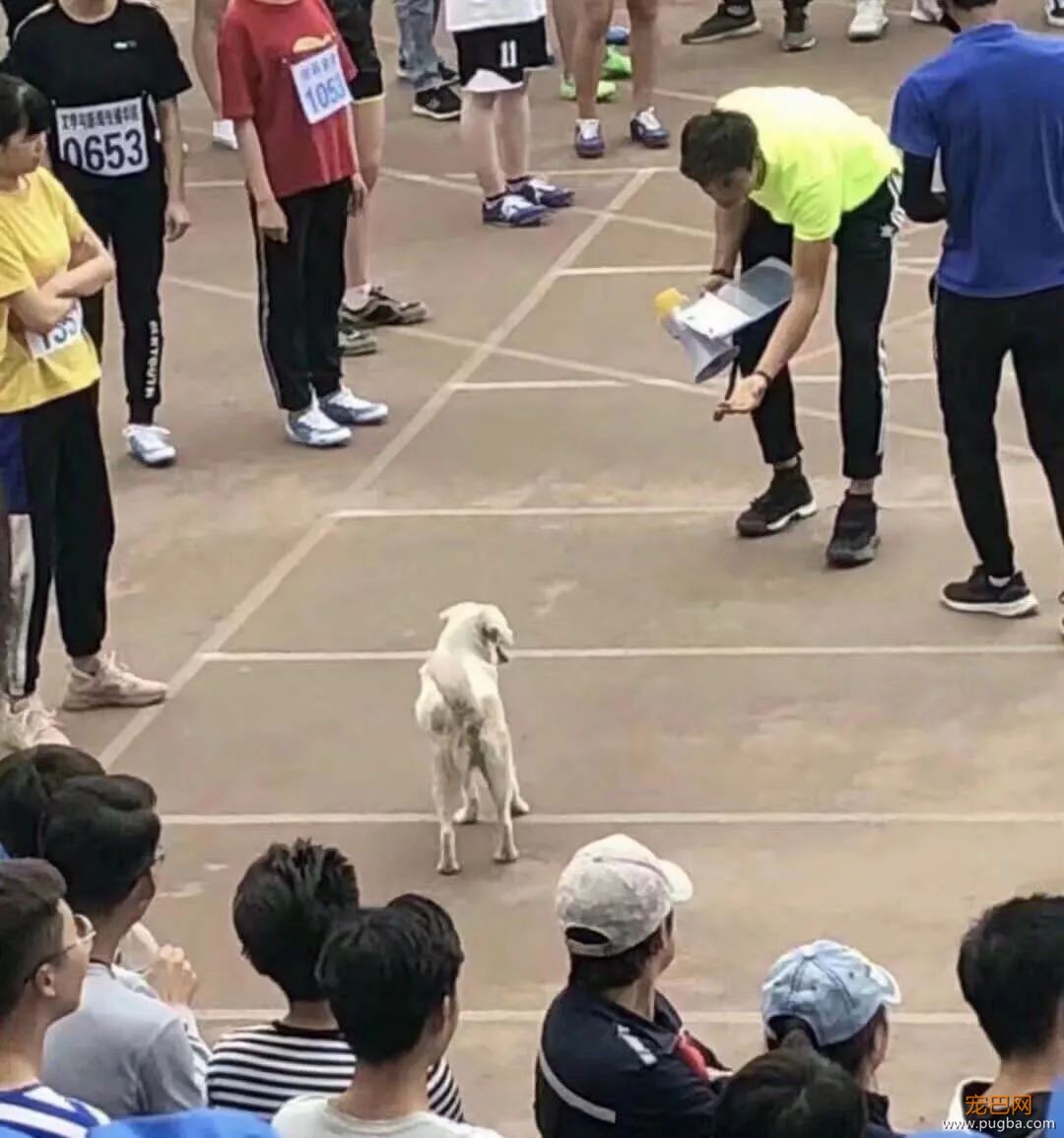 霸占了昨天头条的这条狗，你一定要认识一下！-10.jpeg