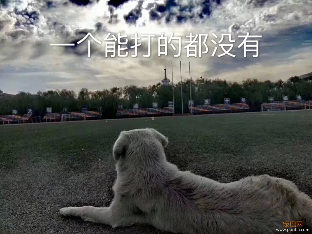 霸占了昨天头条的这条狗，你一定要认识一下！-14.jpeg