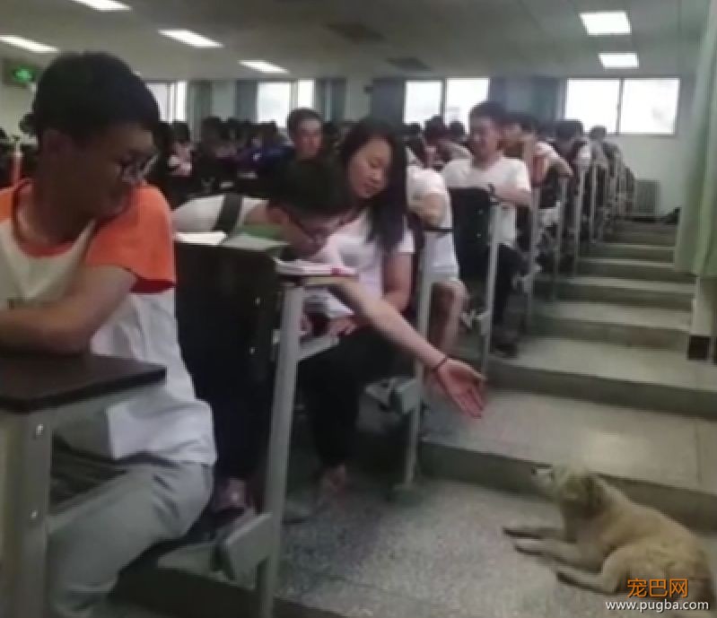 霸占了昨天头条的这条狗，你一定要认识一下！-12.jpeg