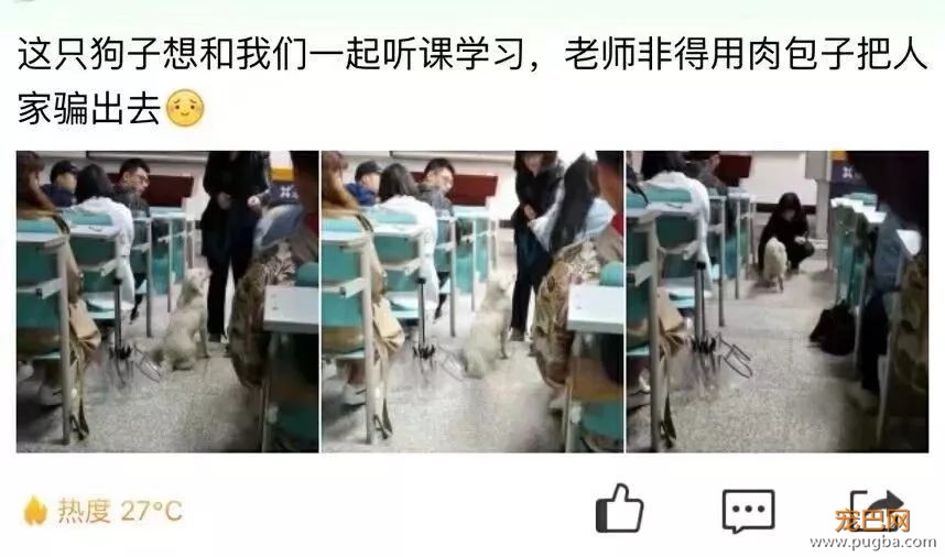 霸占了昨天头条的这条狗，你一定要认识一下！-13.jpeg