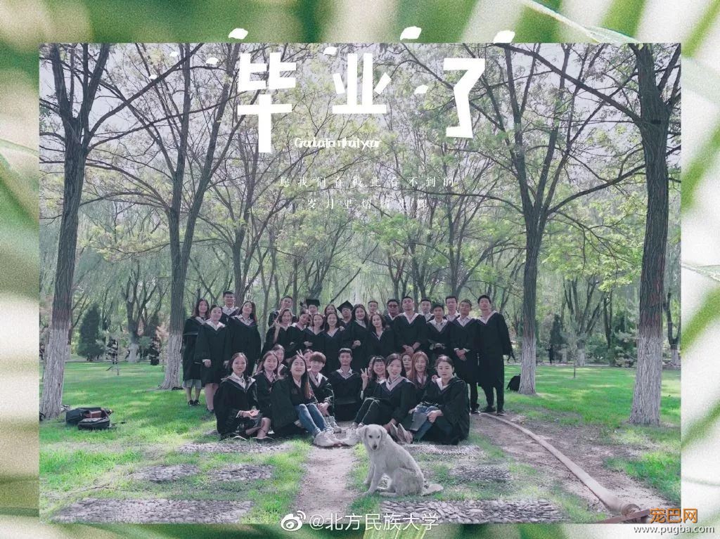 霸占了昨天头条的这条狗，你一定要认识一下！-16.jpeg