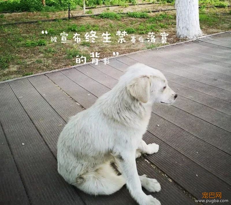 霸占了昨天头条的这条狗，你一定要认识一下！-21.jpeg