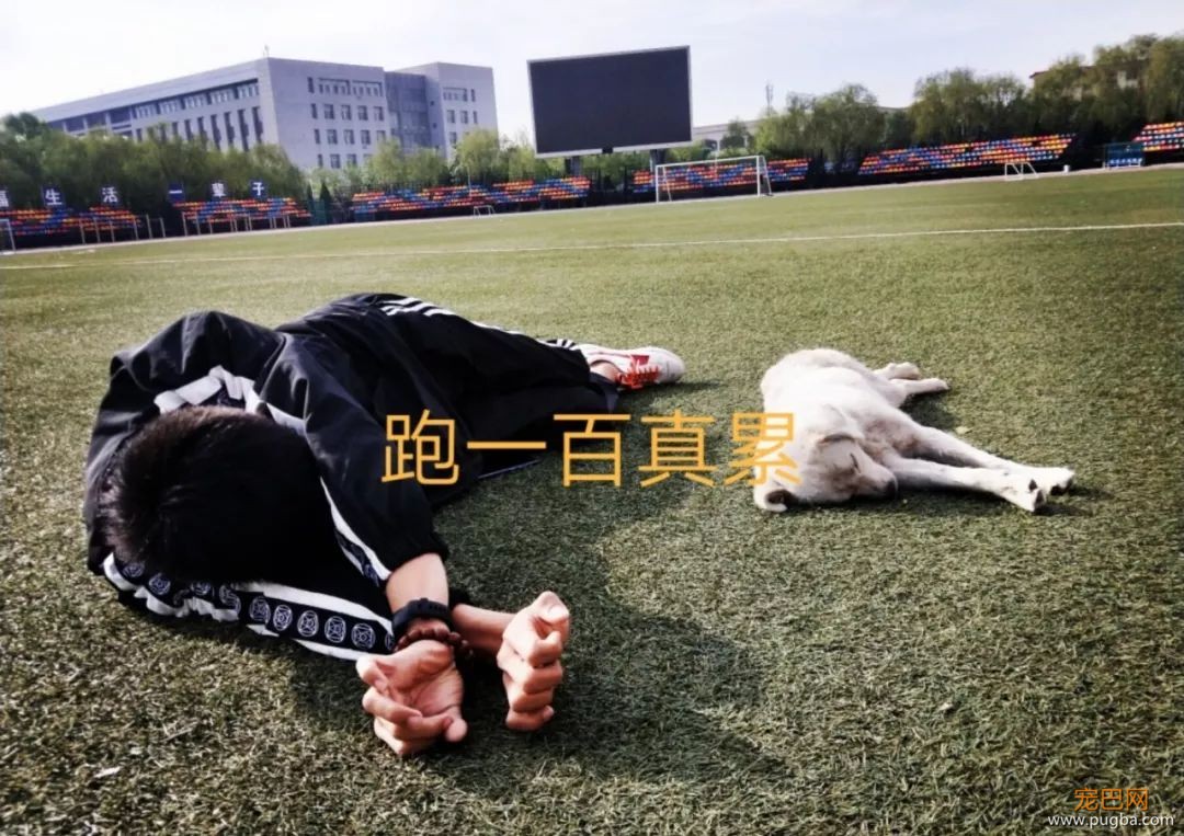 霸占了昨天头条的这条狗，你一定要认识一下！-19.jpeg