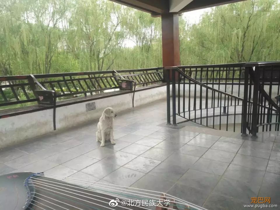 霸占了昨天头条的这条狗，你一定要认识一下！-24.jpeg