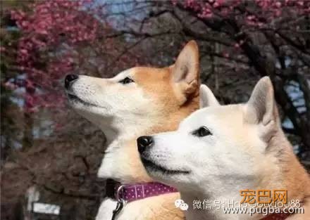 关于狗狗的11个基本知识，养狗人必知！-2.jpeg