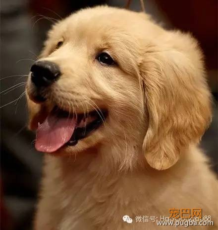 关于狗狗的11个基本知识，养狗人必知！-9.jpeg