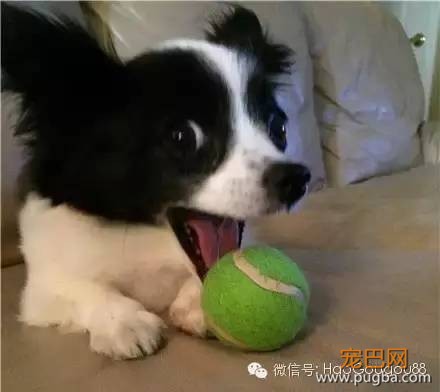 关于狗狗的11个基本知识，养狗人必知！-7.jpeg