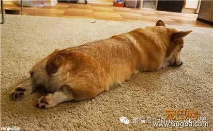 关于狗狗的11个基本知识，养狗人必知！-11.jpeg