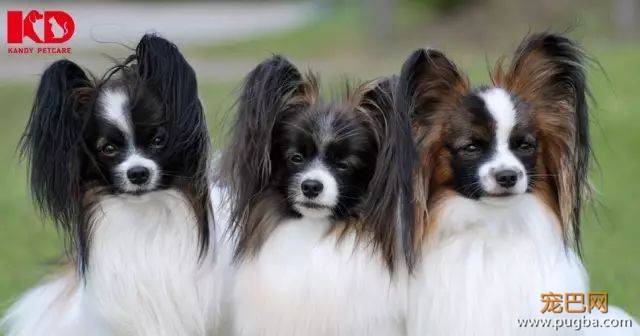 蝴蝶犬介绍-2.jpeg