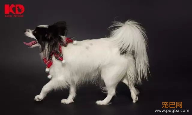 蝴蝶犬介绍-3.jpeg