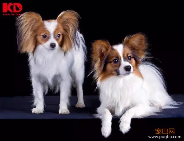蝴蝶犬介绍-1.jpeg