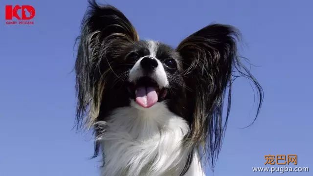 蝴蝶犬介绍-4.jpeg
