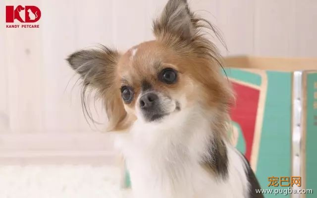 蝴蝶犬介绍-5.jpeg