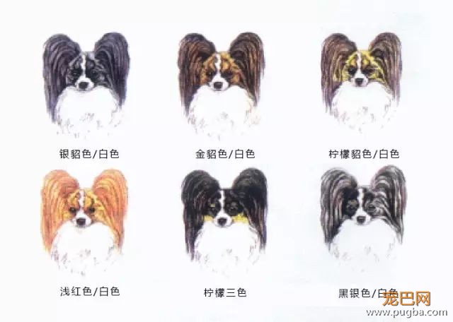 蝴蝶犬介绍-6.jpeg